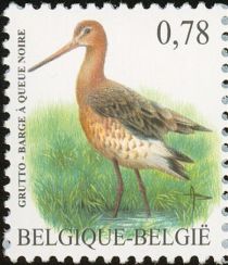 Black-tailed Godwit (Limosa limosa)