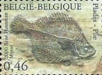 European Plaice (Pleuronectes platessa)