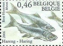 Atlantic Herring (Clupea harengus)