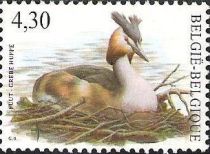 Great Crested Grebe (Podiceps cristatus)