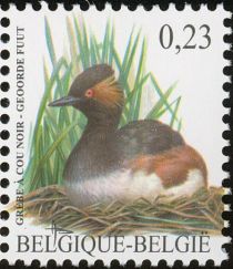 Black-necked Grebe (Podiceps nigricollis)