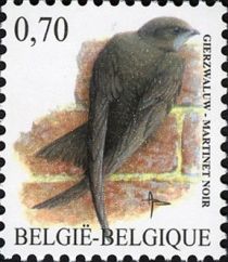 Common Swift (Apus apus)