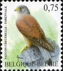 Common Kestrel (Falco tinnunculus)