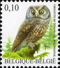 Boreal Owl (Aegolius funereus)