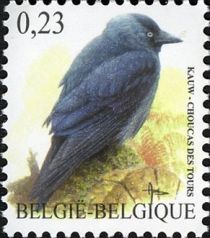 Jackdaw (Corvus monedula)