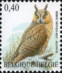 Long-eared Owl (Asio otus)