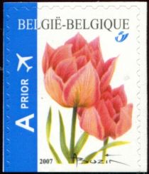 Tulip Peach Blossom Selfadh. Bottom unperforated