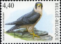 Peregrine Falcon (Falco peregrinus)