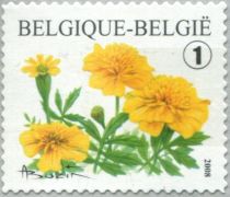 French marigold (Tagetes portula)