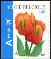 Tulip Orange Favorite, imperf bottom