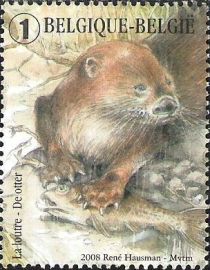 Eurasian Otter (Lutra lutra)