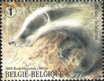 European Badger (Meles meles)