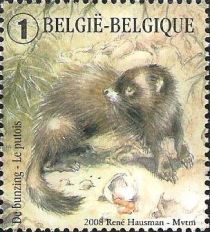 European Polecat (Mustela putorius)