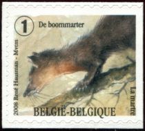 Pine Marten (Martes martes) - right imperforate