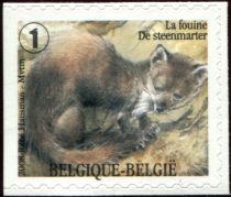 Stone Marten (Martes foina) - left imperforate