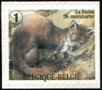 Stone Marten (Martes foina) - right imperforate