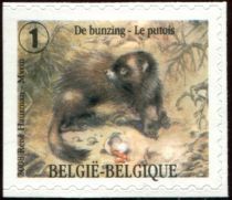 European Polecat (Mustela putorius) - left imperforate