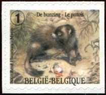 European Polecat (Mustela putorius) - right imperforate