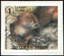 Eurasian Otter (Lutra lutra) - left imperforate