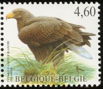 White-tailed Eagle (Haliaeetus albicilla)