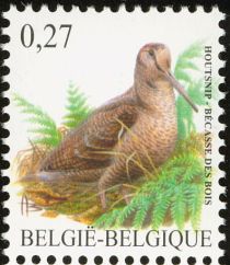 Eurasian Woodcock (Scolopax rusticola)