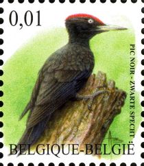 Black Woodpecker (Dryocopus martius)