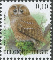 Tawny Owl (Strix aluco)