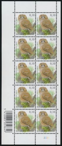 Tawny Owl (Strix aluco)