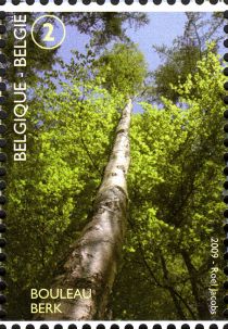 Birch