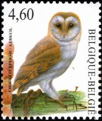 Common Barn Owl (Tyto alba)