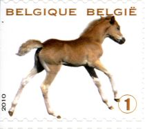 Foal (Equus ferus caballus)