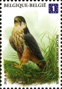 Eurasian Hobby (Falco subbuteo)