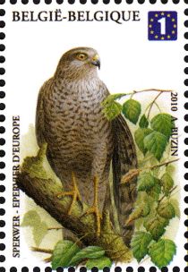 Sparrowhawk (Accipiter nisus)