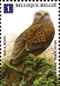 Red Kite (Milvus milvus)