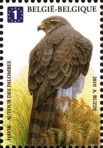 Northern Goshawk (Accipiter gentilis)