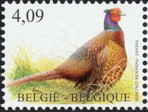 Common Pheasant (Phasianus colchicus)