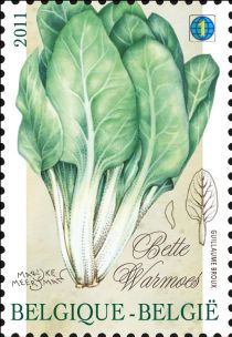 Vegetables of the past: Bette - Warmoes