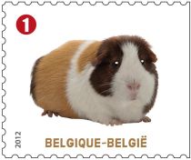 Domestic Guinea Pig (Cavia porcellus)