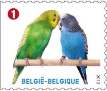 Budgerigar (Melopsittacus undulatus)