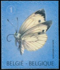 Large White (Pieris brassicae) - Bottom imperforate