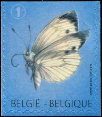 Large White (Pieris brassicae) - Top imperforate