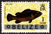 Jew Fish (Epinephelus itajara) - Overprinted