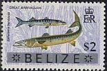 Great Barracuda (Sphyraena barracuda) - Overprinted