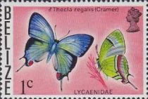 Regal Hairstreak (Thecla regalis)