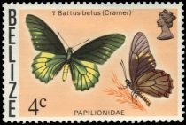 Belus Swallowtail (Battus belus)