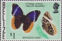 Gold-edged Owl-Butterfly (Caligo uranus)