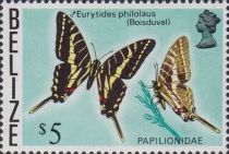 Dark Zebra Swallowtail (Eurytides philolaus)