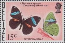 Common Olivewing (Nessaea aglaura)