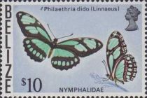 Dido Longwing (Philaethria dido)