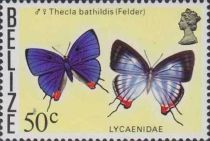 Thecla bathildis